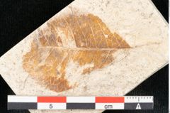 Foto (Detailansicht) von Arbutus serra Unger (NHMW-GEO-2024-0188-8181)